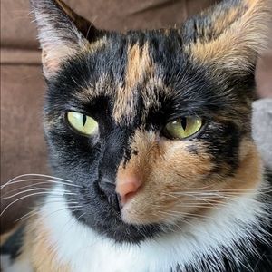 Meet your Posher, Azrael